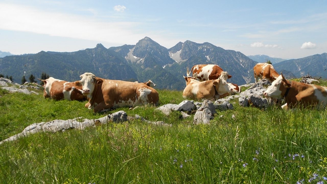 Kühe auf der Kienberg-Alm Kühe auf der Kienberg-Alm